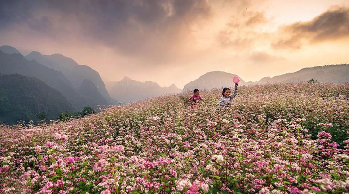 Hoa Tam Giâc Mạch - Hà Giang