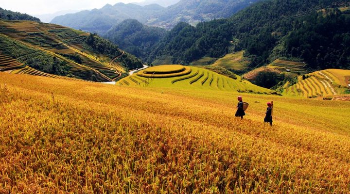 Mù Cang Chải - Yên Bái