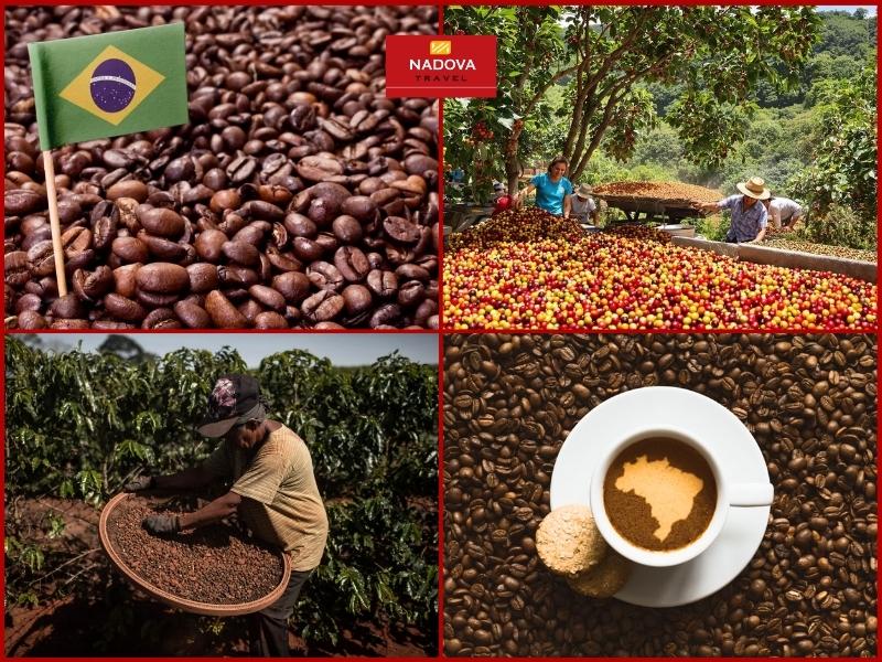 Brazil là quê hương cà phê số 1 thế giới - Du lịch Brazil