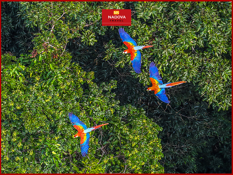 Cùng Nadova Travel khám phá Brazil ngay hôm nay!