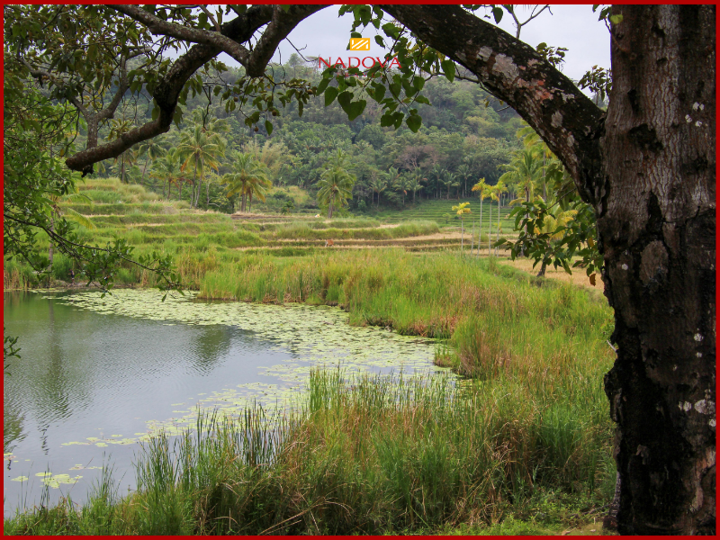Pantanal là vùng đất ngập nước nội địa lớn nhất thế giới, trải dài qua ba quốc gia nhưng phần lớn diện tích nằm tại Brazil.