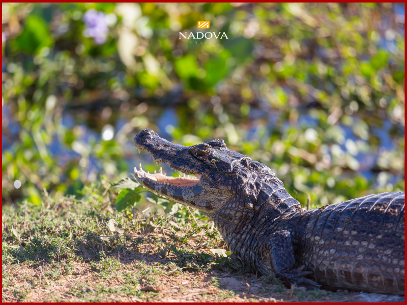 Thời điểm vàng để đi du lịch Brazil và ghé thăm Pantanal