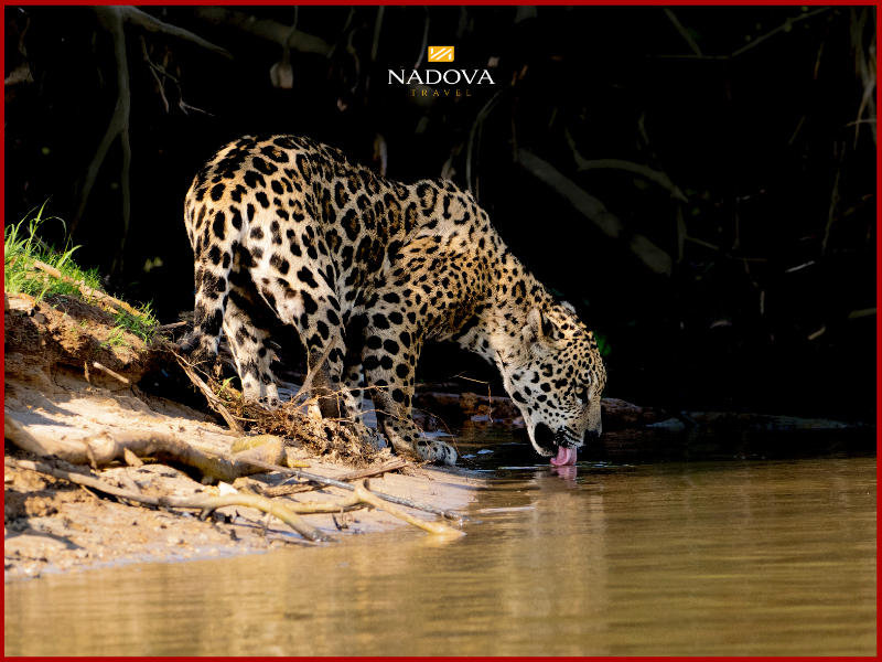 Săn ảnh Báo hoa mai (Jaguar Safari)