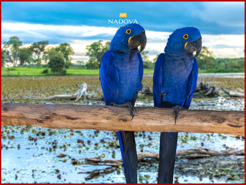 Ngắm chim Jabiru Stork và vẹt xanh Hyacinth Macaw.