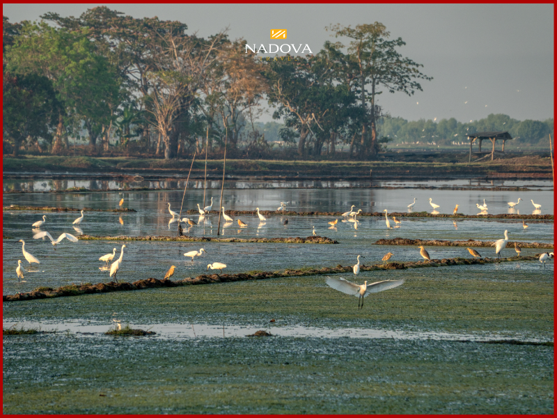 Cùng Nadova Travel khám phá thiên nhiên hoang sơ hùng vĩ của Brazil