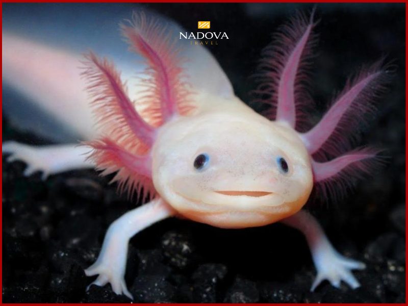 Axolotl – Sinh vật huyền thoại chỉ còn tồn tại ở Xochimilco