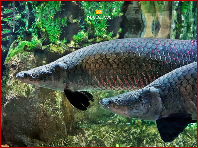 Cá Arapaima – Gã khổng lồ dưới mặt nước