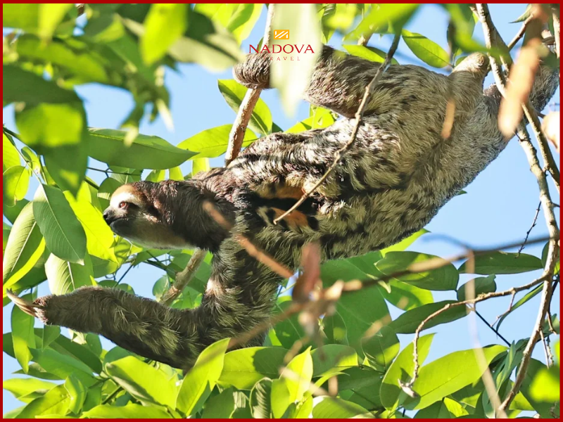 Lười ba ngón – Biểu tượng của sự chậm rãi