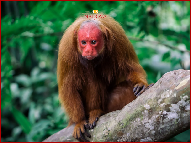 Khỉ Uakari đầu đỏ – Gương mặt kỳ lạ giữa rừng già