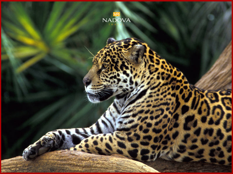 Báo đốm Jaguar – Chúa tể của Amazon
