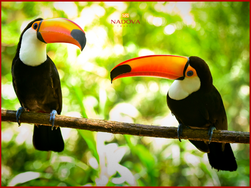 Chim Toucan – Chiếc mỏ không thể nhầm lẫn