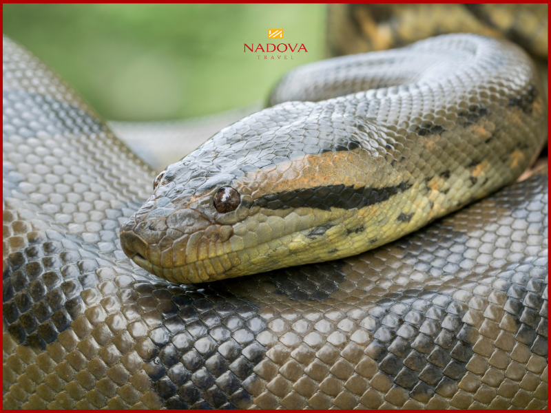 Trăn Anaconda xanh – Gã khổng lồ của đầm lầy Amazon