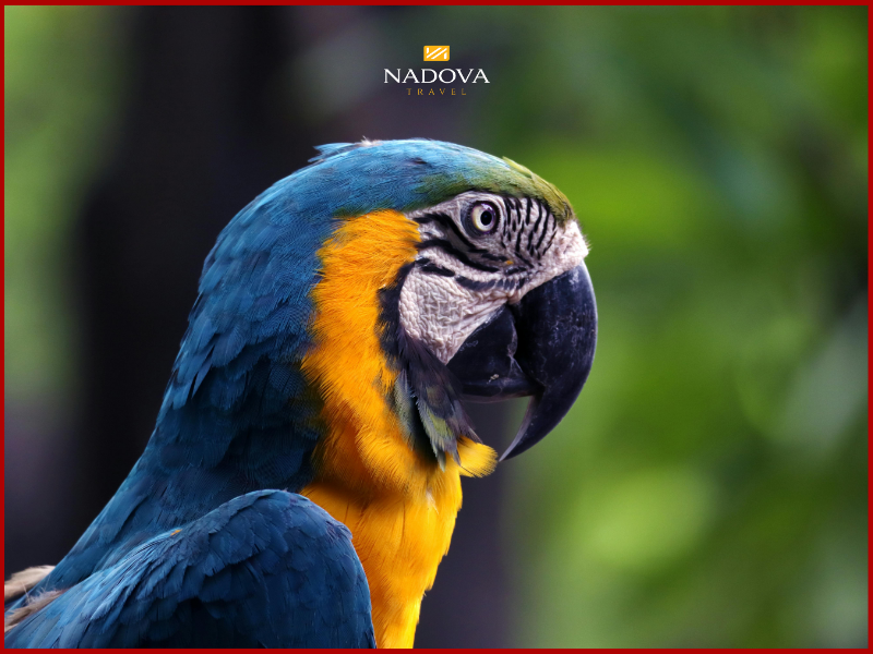 Khám phá Amazon trong hành trình du lịch Brazil cùng Nadova Travel