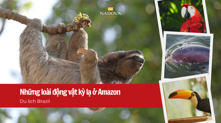 Du lịch Brazil: Những loài động vật kỳ lạ chỉ có thể gặp ở Amazon