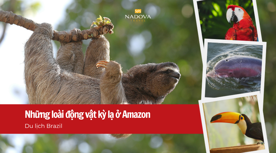 Du lịch Brazil: Những loài động vật kỳ lạ chỉ có thể gặp ở Amazon
